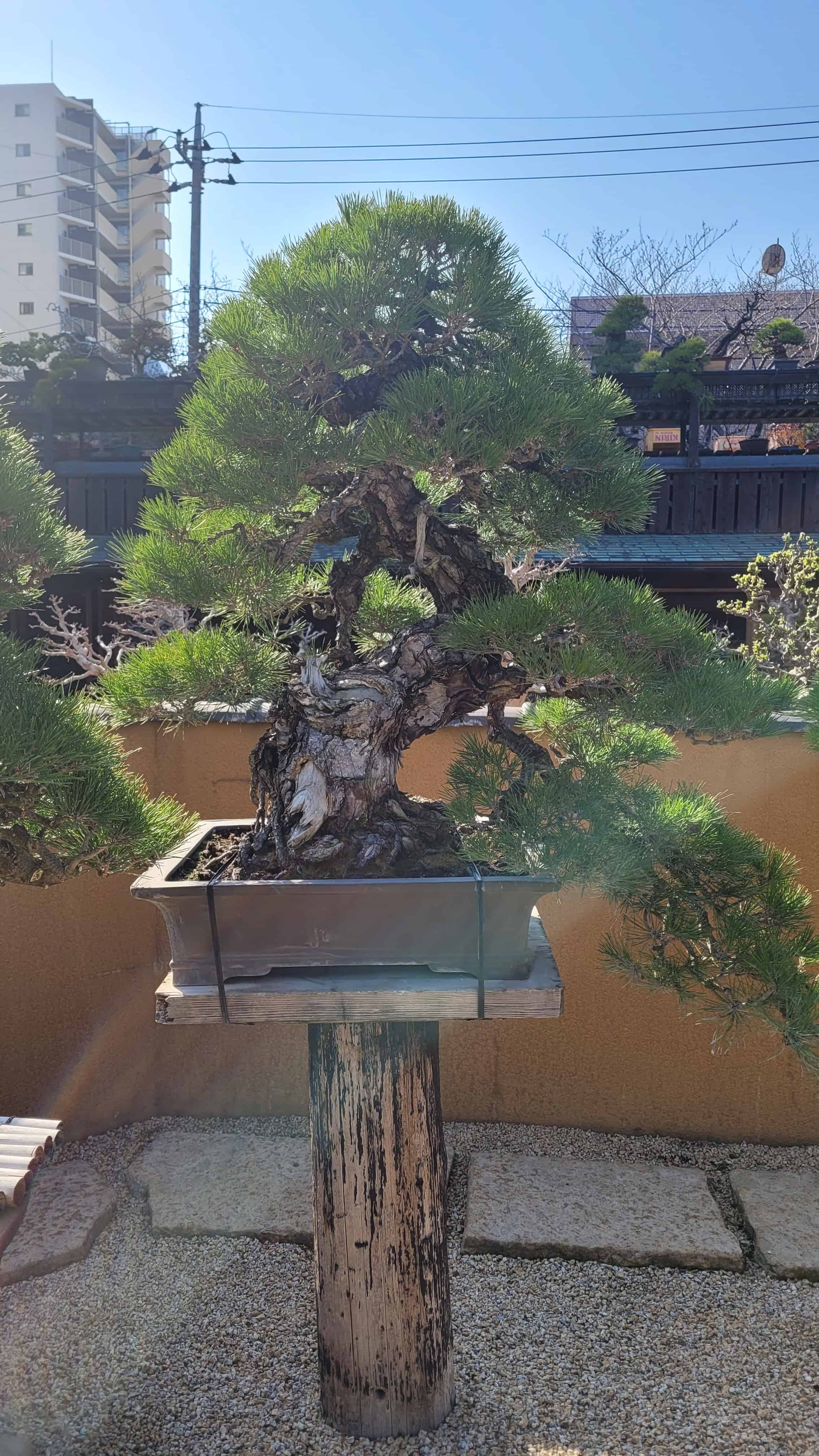 A pine bonsai tree from kobayashi in Japan